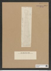 Diatomeae indet. Zeichnungen Sammlung Grunow Nr. 8972 (NHMW-BOT-W0378663)